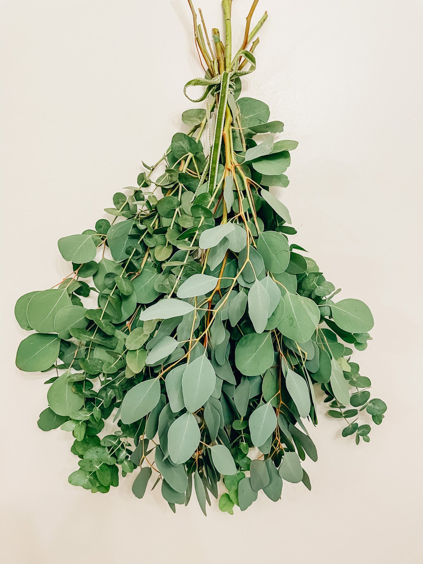 Aromatic fresh, mixed Eucalyptus bunch- Grown in Cornwall